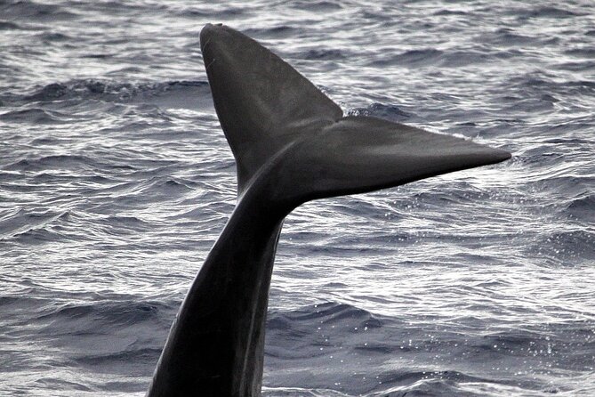 Responsible Whales and/or Dolphins Watching Tour - A Two-Hour Route Into Madeira’s Open Water