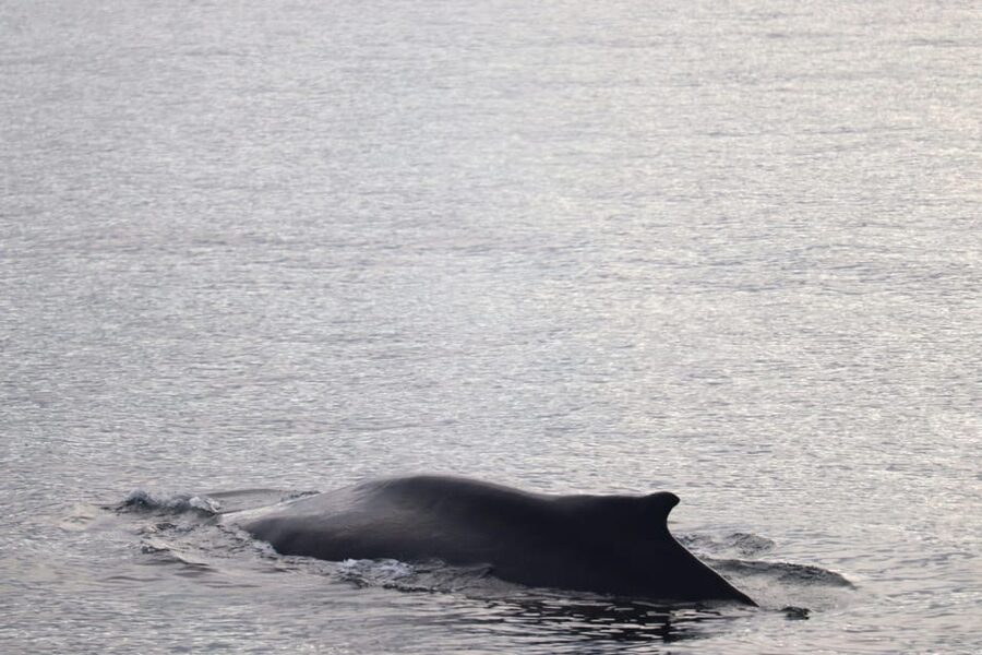 Reykjavik: 9pm Whale Watching Cruise in the Arctic Sun - Key points to know before booking