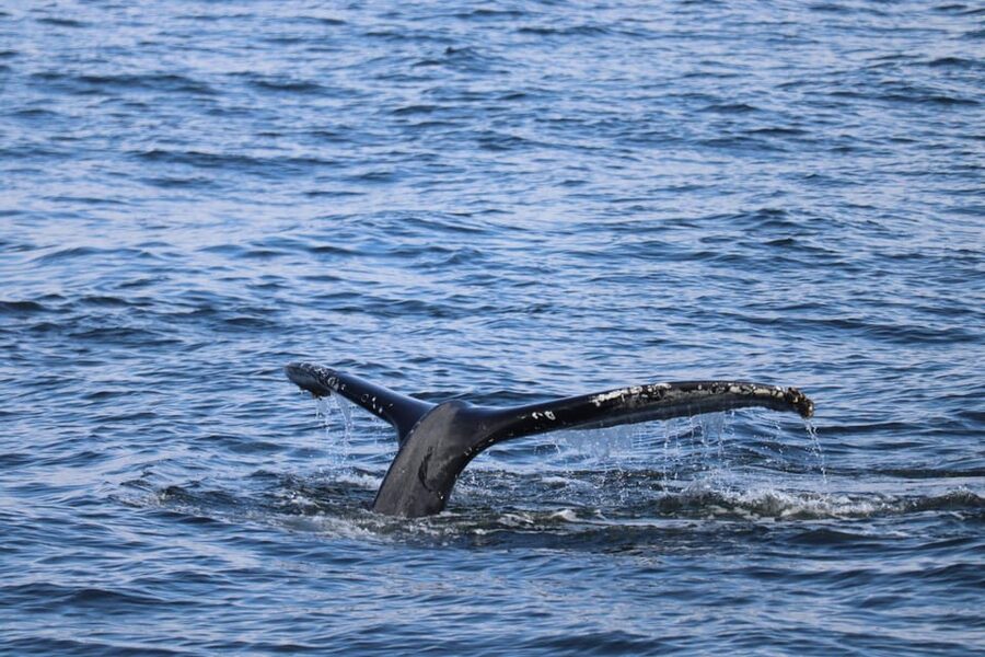 Reykjavik: 9pm Whale Watching Cruise in the Arctic Sun - Meeting the Arctic Sun at Reykjavik harbor