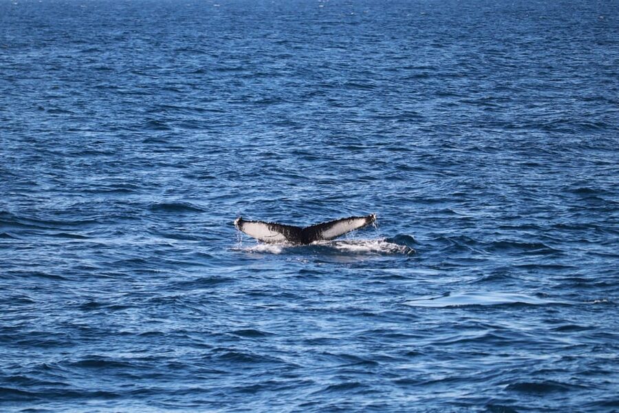 Reykjavik: 9pm Whale Watching Cruise in the Arctic Sun - Who will enjoy this cruise most?
