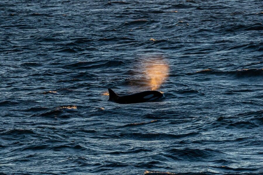 Reykjavik: 9pm Whale Watching Cruise in the Arctic Sun - Sailing into Faxaflói Bay after 9pm