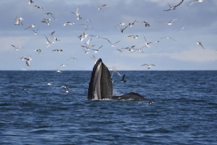Reykjavik: ATV Ride & Whale Watching Boat Tour - A full day that uses Reykjavik well