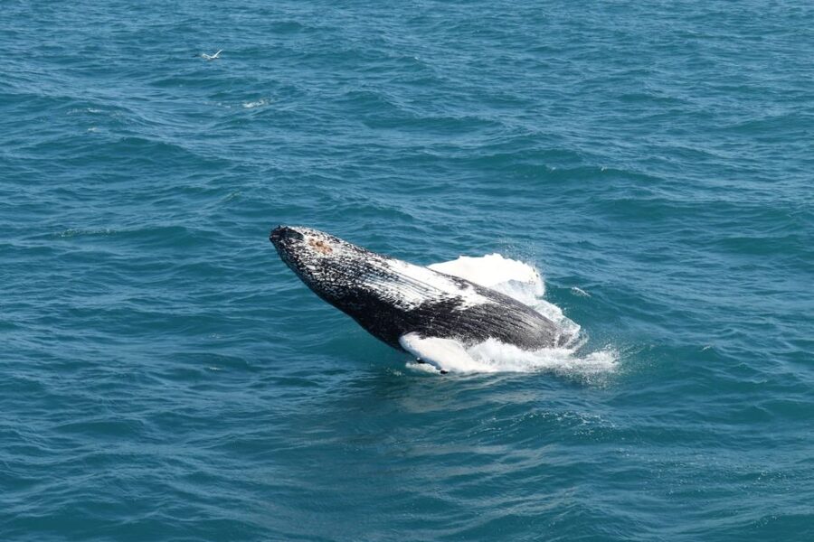 Reykjavik: Best Value Whale Watching Boat Tour - Key points to know before you book