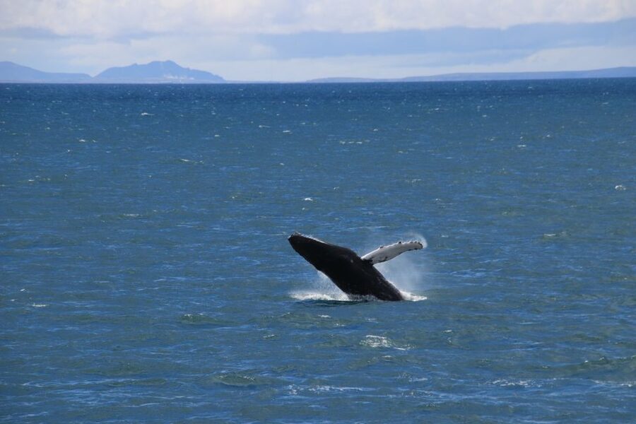 Reykjavik: Best Value Whale Watching Boat Tour - Who will enjoy this tour most?