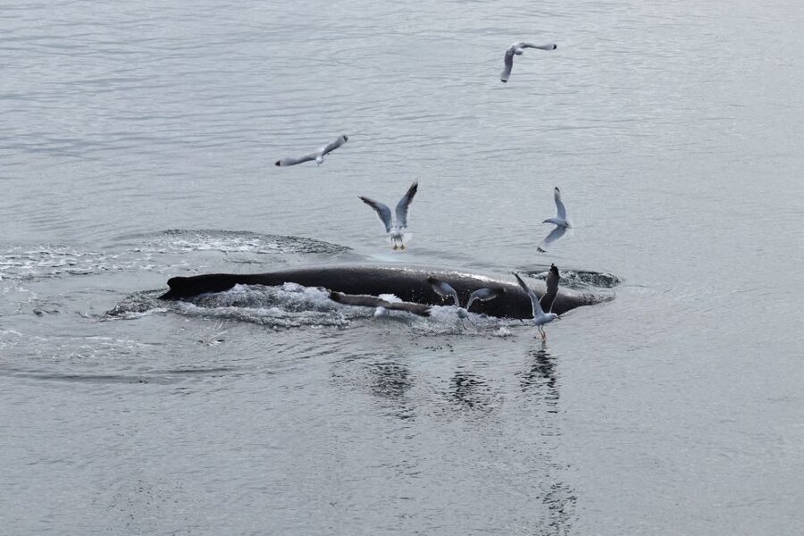 Reykjavik: Best Value Whale Watching Boat Tour - Leaving Reykjavik from Geirsgata 11