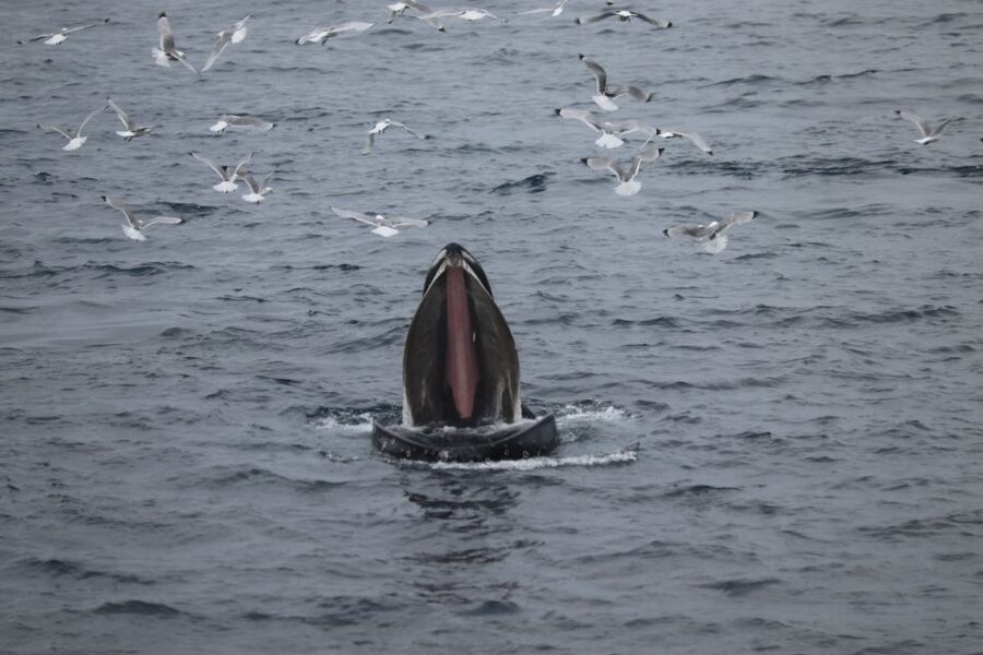 Reykjavik: Best Value Whale Watching Boat Tour - What the whale sightings are really like