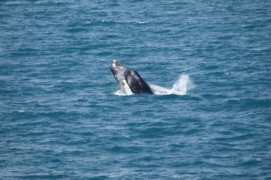 Reykjavik: Best Value Whale Watching Boat Tour - Cold weather, heated cabins, and the onboard café