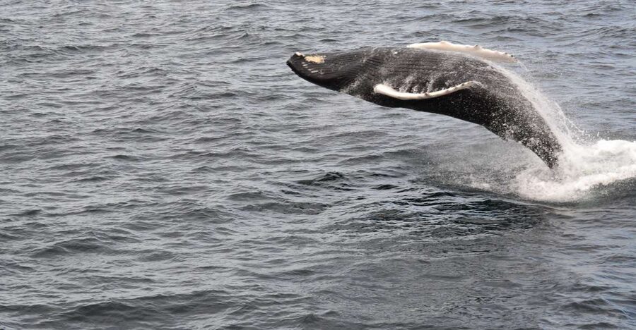 Reykjavik: Best Value Whale Watching Boat Tour - The guide makes a bigger difference than the boat