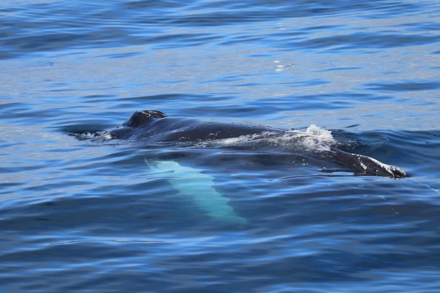 Reykjavik: Best Value Whale Watching Boat Tour - Reykjavik’s mountains, islands, and birdlife