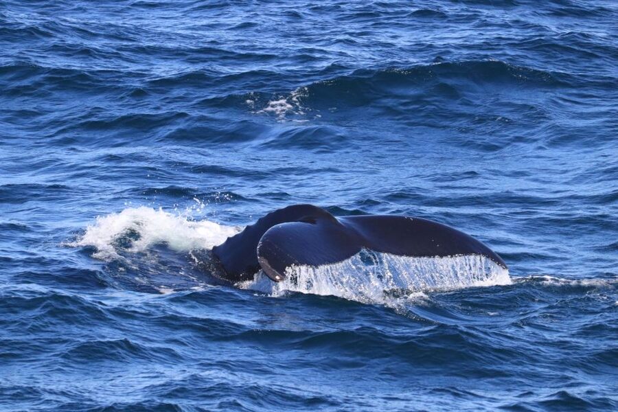 Reykjavik: Best Value Whale Watching Boat Tour - Is $103 a fair price?