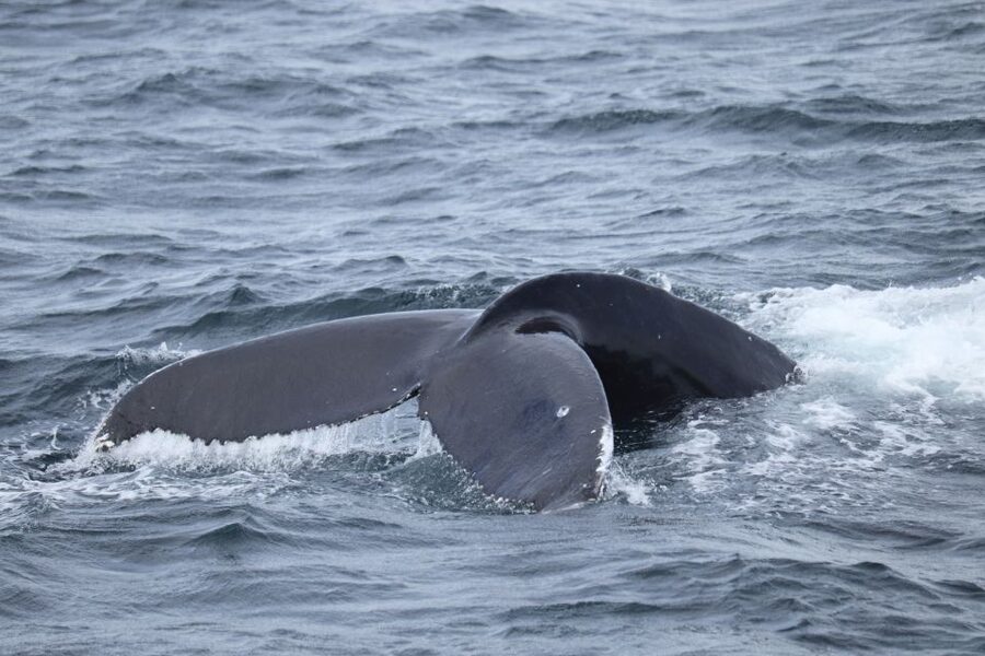 Reykjavik: Best Value Whale Watching Boat Tour - The best time to go