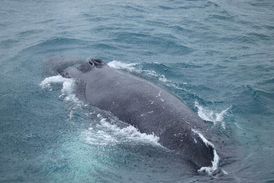 Reykjavik: Best Value Whale Watching Boat Tour - The two-and-a-half-hour search across Faxaflói Bay