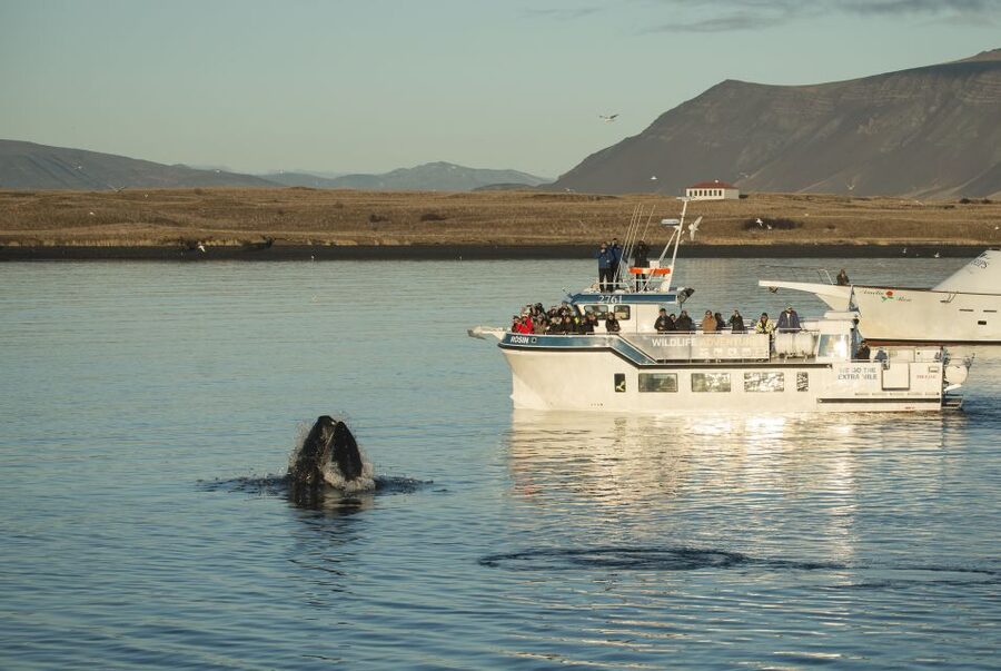 Reykjavík: Midnight Sun Whale Watching Cruise - Key points to know before you book
