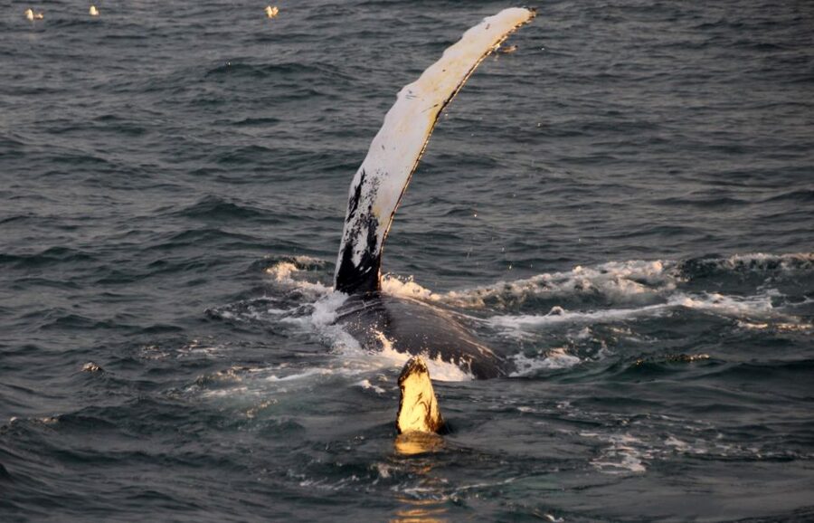 Reykjavík: Midnight Sun Whale Watching Cruise - The 2 to 2.5 hour search in Faxaflói Bay