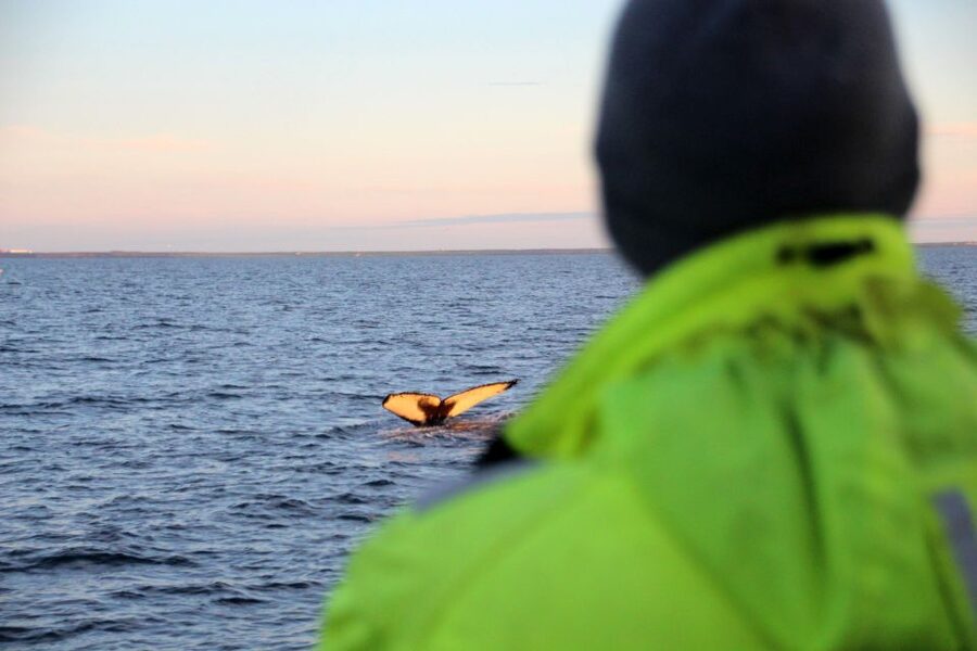 Reykjavík: Midnight Sun Whale Watching Cruise - Who will enjoy this evening on the bay