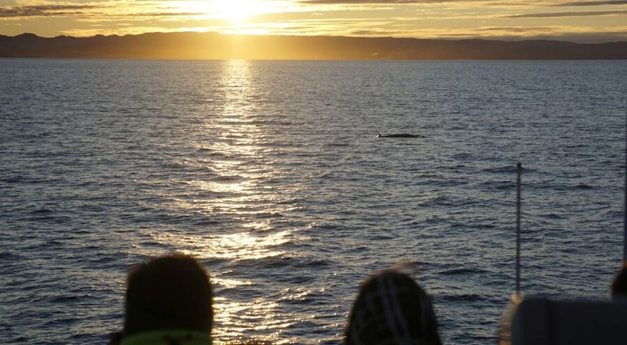 Reykjavík: Midnight Sun Whale Watching Cruise - A simple plan for a better outing