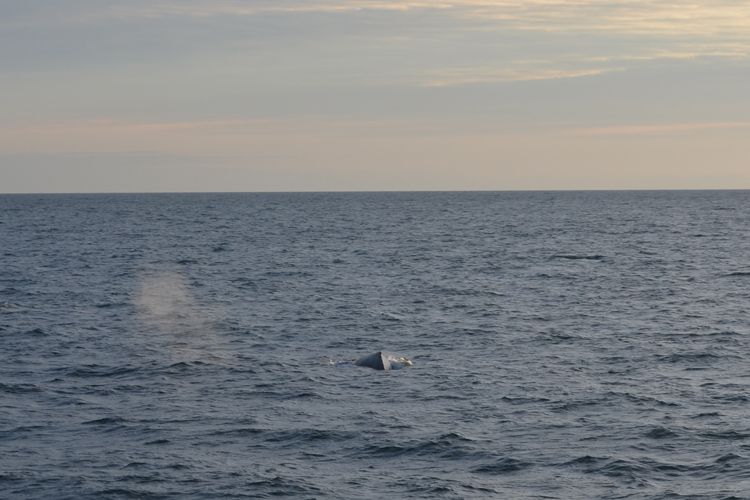Reykjavik: Midnight Sun Whale Watching Tour - Key points to know before you sail