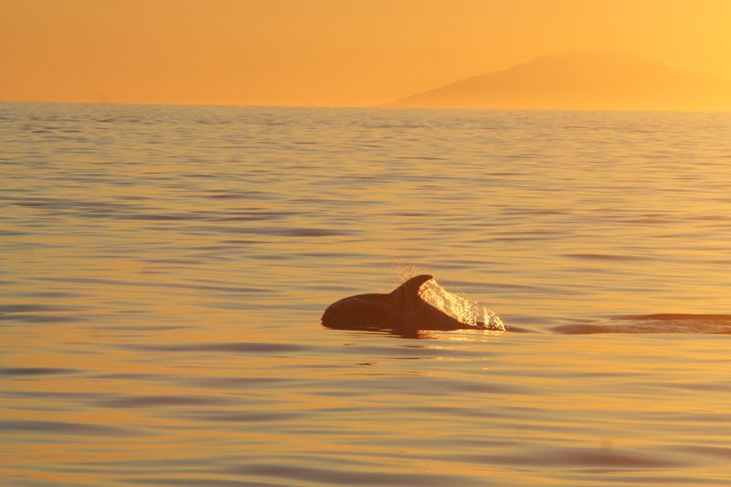 Reykjavik: Midnight Sun Whale Watching Tour - Why the guides matter on an open sea