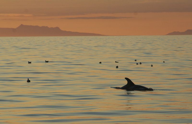 Reykjavik: Midnight Sun Whale Watching Tour - The boat, clothing, and sea conditions