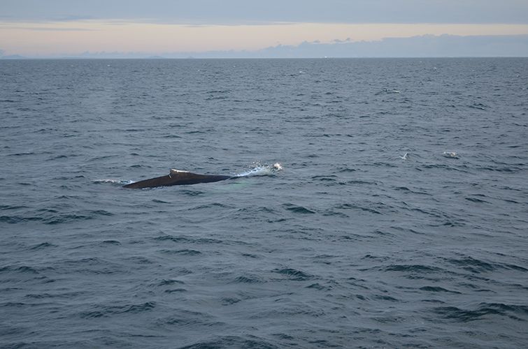 Reykjavik: Midnight Sun Whale Watching Tour - The return trip, sunset, and live music