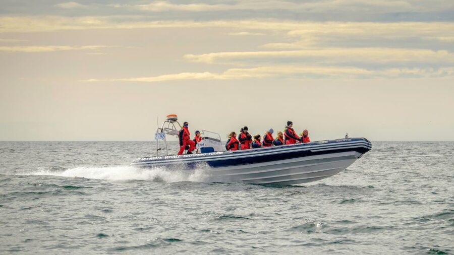 Reykjavik: Premium Whale and Puffin Watching Evening Tour - Key points at a glance