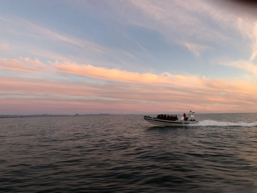 Reykjavik: Premium Whale and Puffin Watching Evening Tour - Why the evening timing works so well in Reykjavik