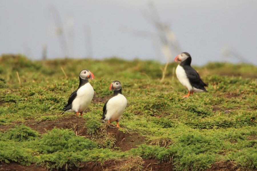 Reykjavik: Premium Whale and Puffin Watching Evening Tour - What the RIB boat means for your comfort