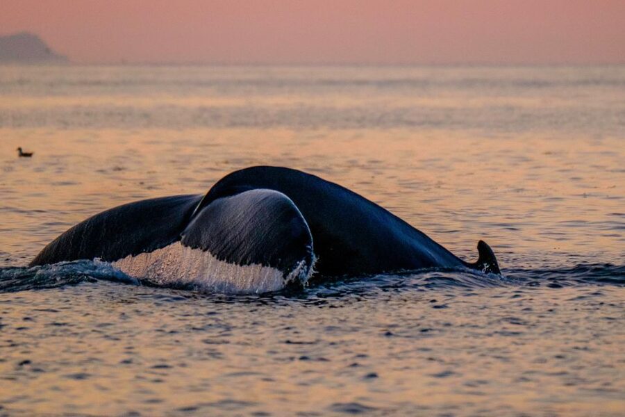 Reykjavik: Premium Whale and Puffin Watching Evening Tour - The shoreline return through Reykjavík