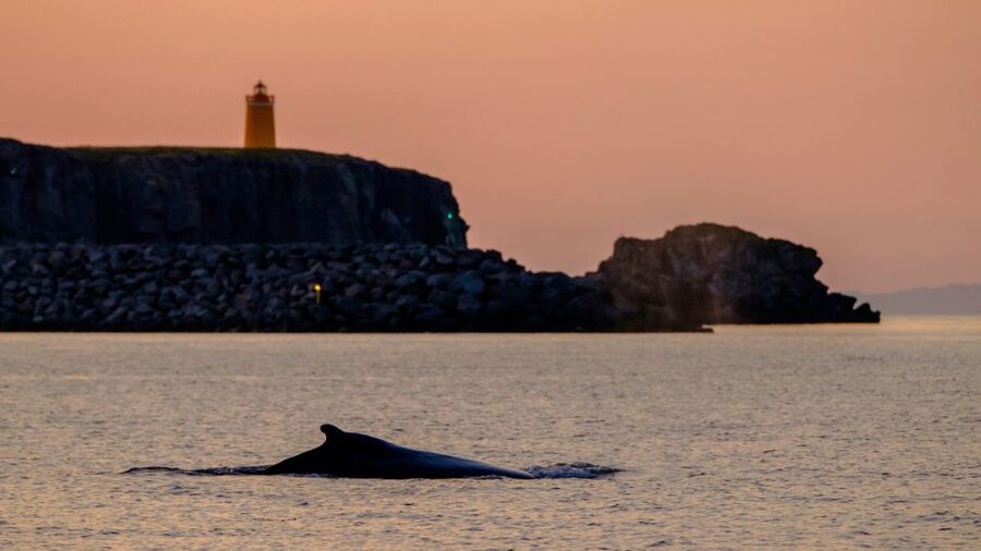 Reykjavik: Premium Whale and Puffin Watching Evening Tour - Is $200 a fair price?