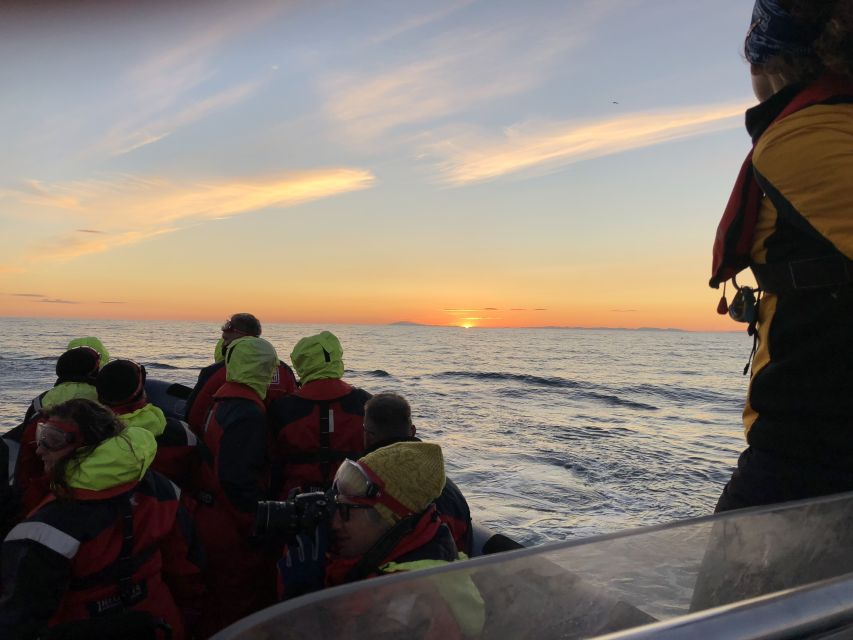 Reykjavik: Premium Whale and Puffin Watching Evening Tour - What to pack for the two-hour trip