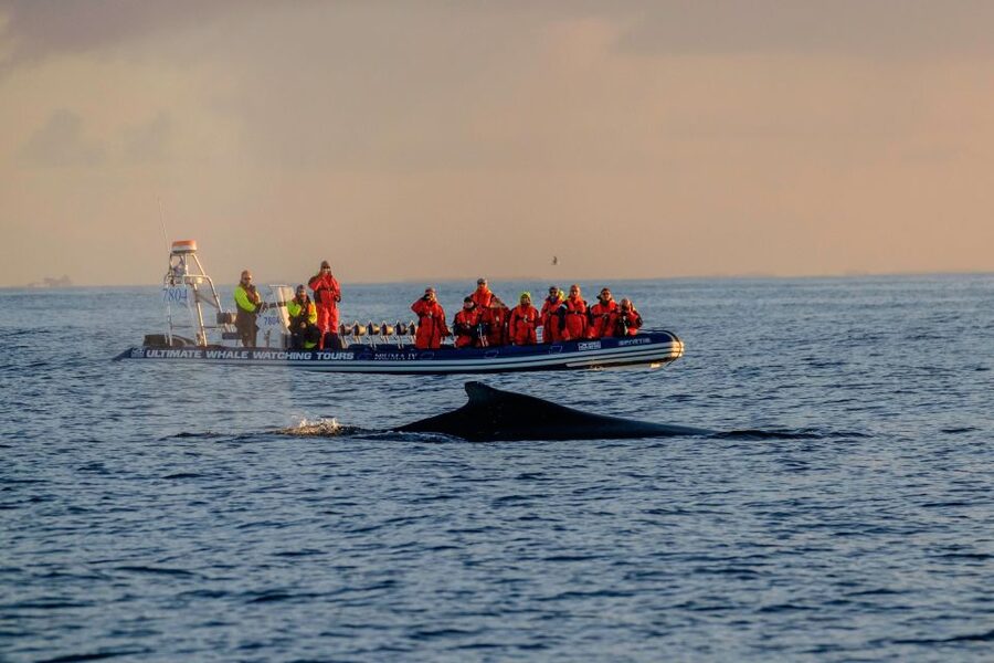 Reykjavik: Premium Whale Watching with Flexible Ticket - Key points before you book