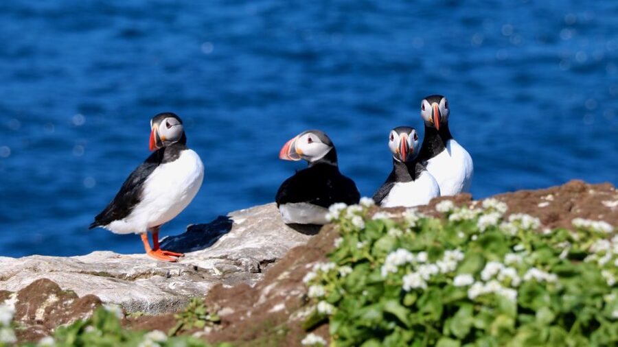 Reykjavik: Premium Whale Watching with Flexible Ticket - Leaving Aegisgardur 5 for Faxaflói Bay