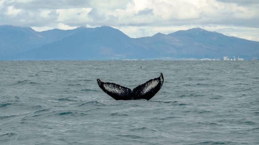 Reykjavik: Premium Whale Watching with Flexible Ticket - Returning along Reykjavik’s shoreline