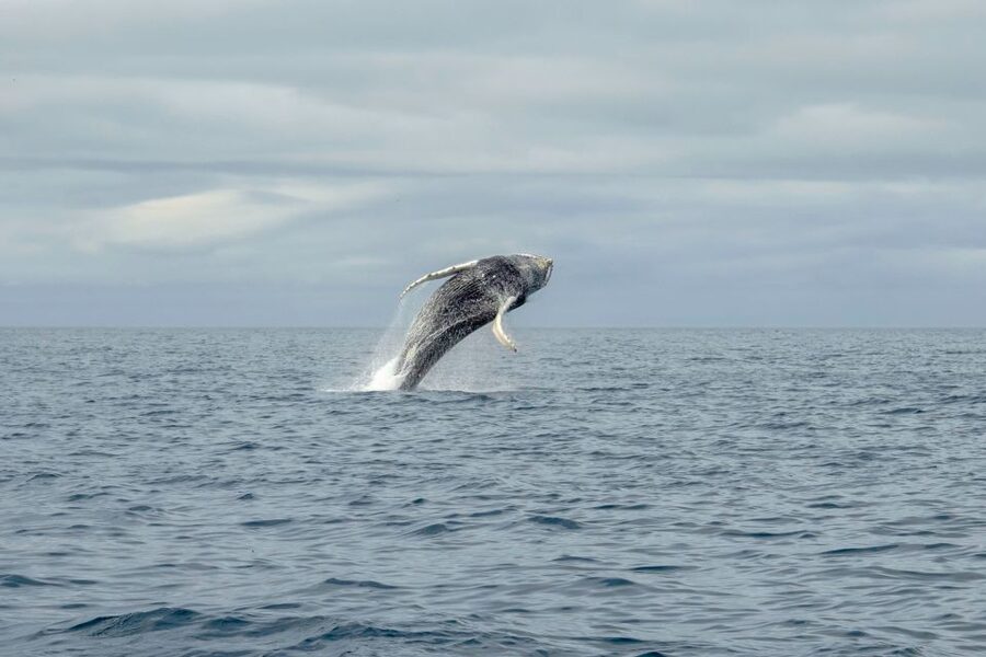 Reykjavik: Premium Whale Watching with Flexible Ticket - Weather, sea conditions, and the real comfort level