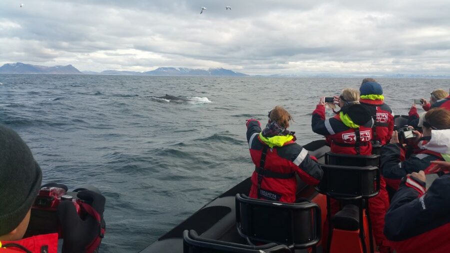Reykjavik: Premium Whale Watching with Flexible Ticket - Flexible tickets and sensible scheduling