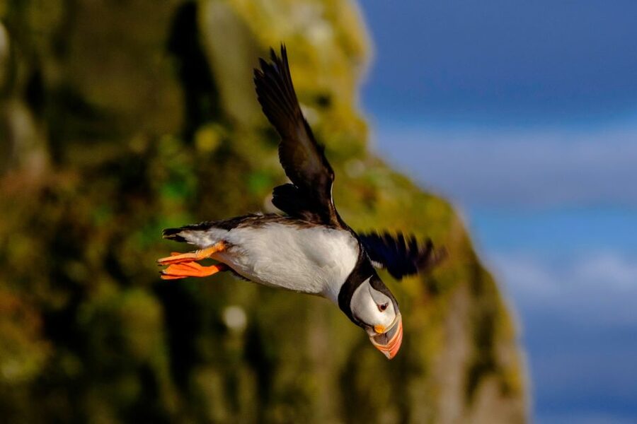 Reykjavik: Premium Whale Watching with Flexible Ticket - Who will enjoy this premium whale safari
