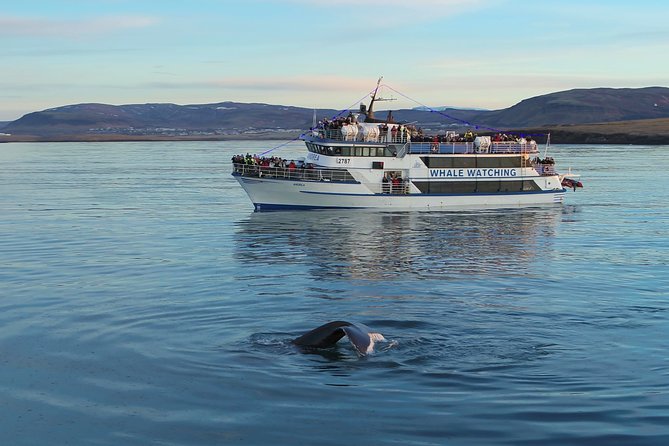 Reykjavik Shore Excursion: Whale-Watching Cruise - How the guides and captain shape the experience