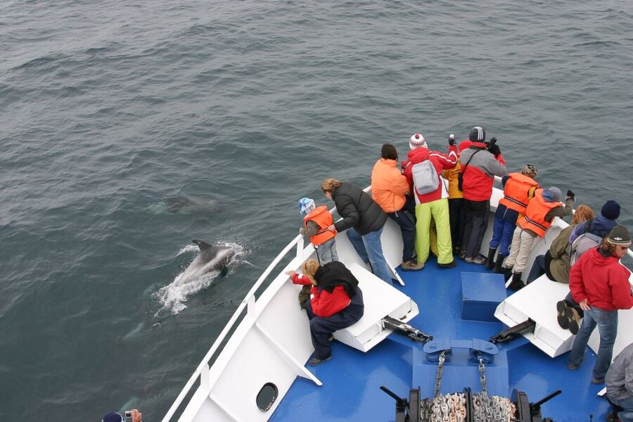 Reykjavik: the Original 3-Hour Whale Watching Tour - Key points to know before sailing
