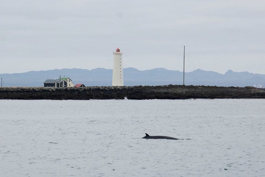 Reykjavik: the Original 3-Hour Whale Watching Tour - Who should book this tour?