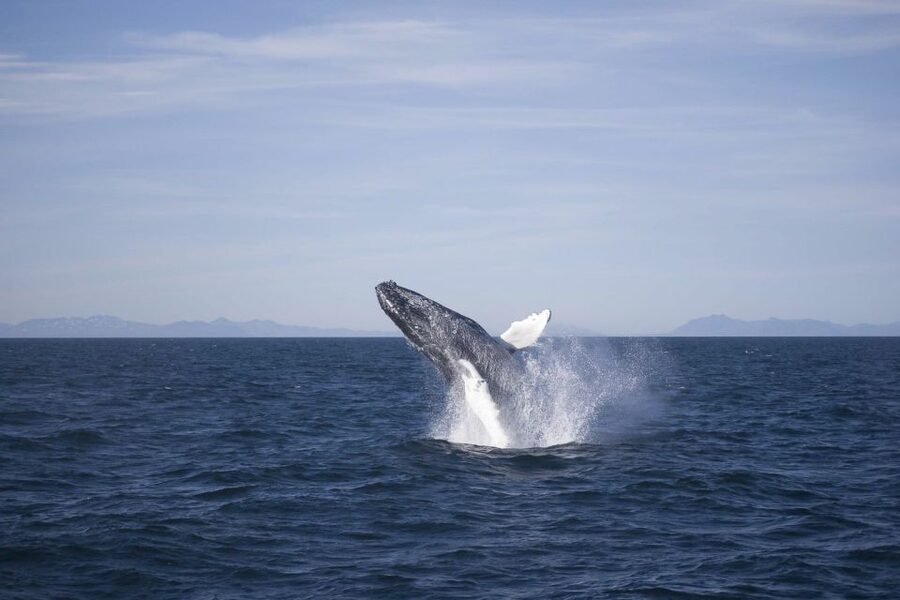 Reykjavik: the Original 3-Hour Whale Watching Tour - From the red ticket office to Faxaflói Bay