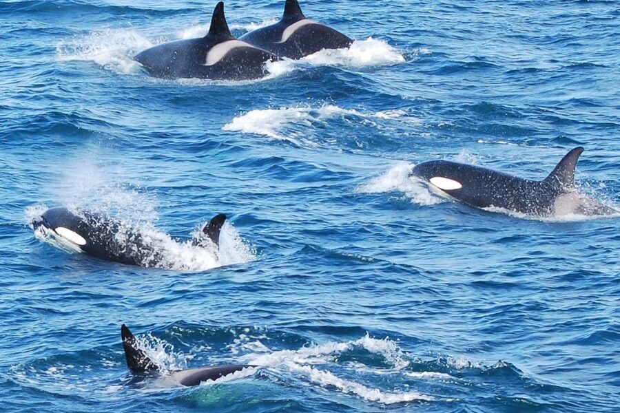 Reykjavik: the Original 3-Hour Whale Watching Tour - The best place to stand on the boat