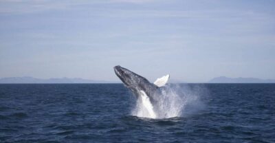 Reykjavik: the Original 3-Hour Whale Watching Tour