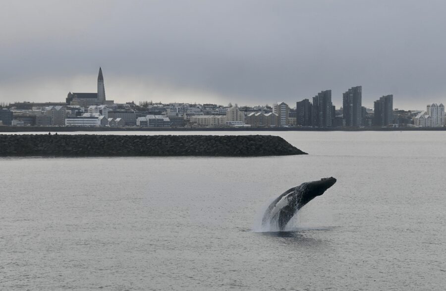 Reykjavik: the Original 3-Hour Whale Watching Tour - The guide makes the difference