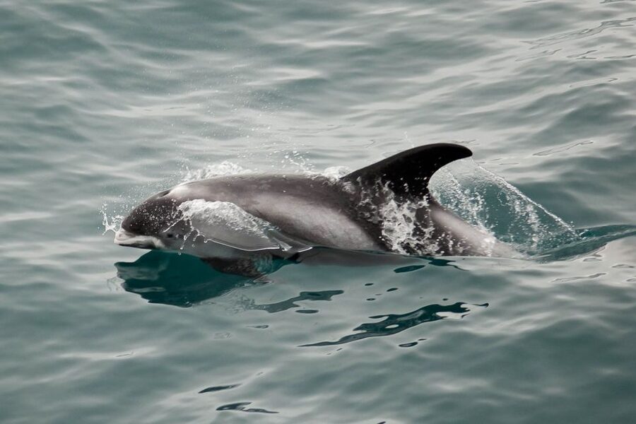 Reykjavik: the Original 3-Hour Whale Watching Tour - What you might see in each season