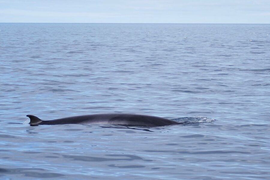 Reykjavik: the Original 3-Hour Whale Watching Tour - The environmental side of the outing