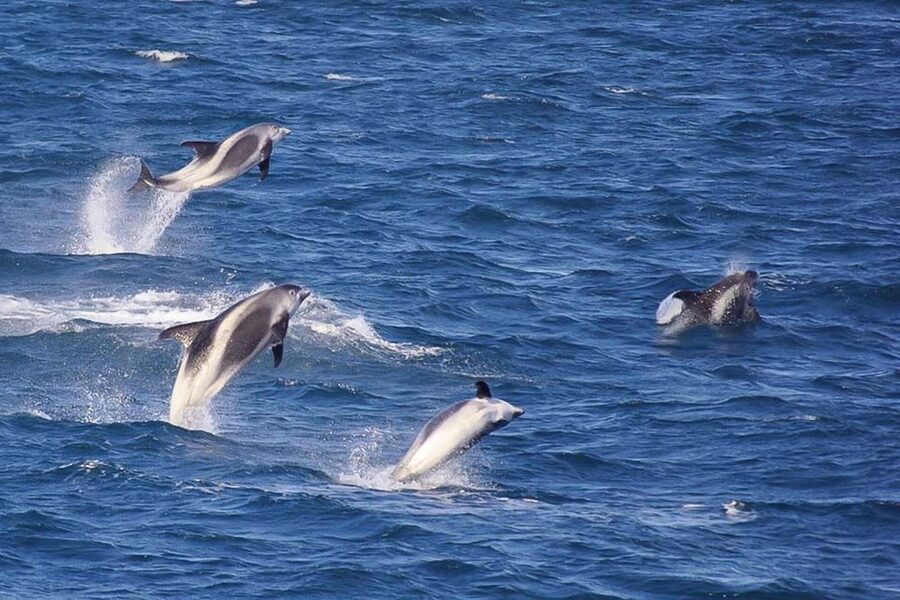 Reykjavik: the Original 3-Hour Whale Watching Tour - Is $108 a fair price?