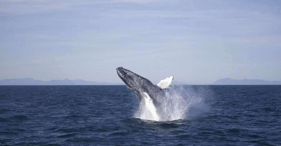 Reykjavik: the Original 3-Hour Whale Watching Tour - What the first hour feels like at sea
