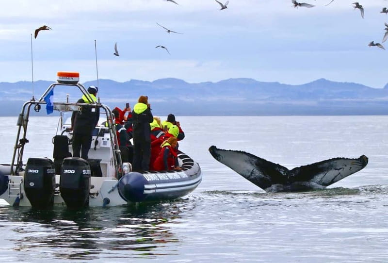 Reykjavik: Whale and Puffin Watching RIB Boat Tour - Key points to know before booking