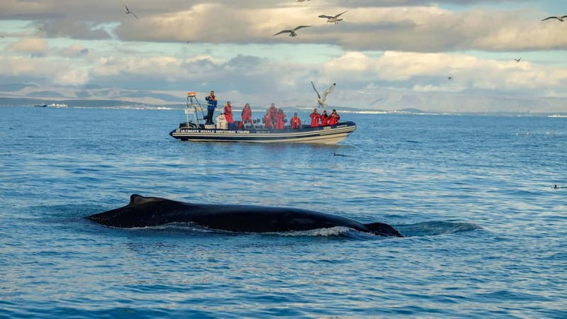 Reykjavik: Whale and Puffin Watching RIB Boat Tour - Leaving Reykjavík’s Old Harbour