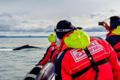 Reykjavik: Whale and Puffin Watching RIB Boat Tour